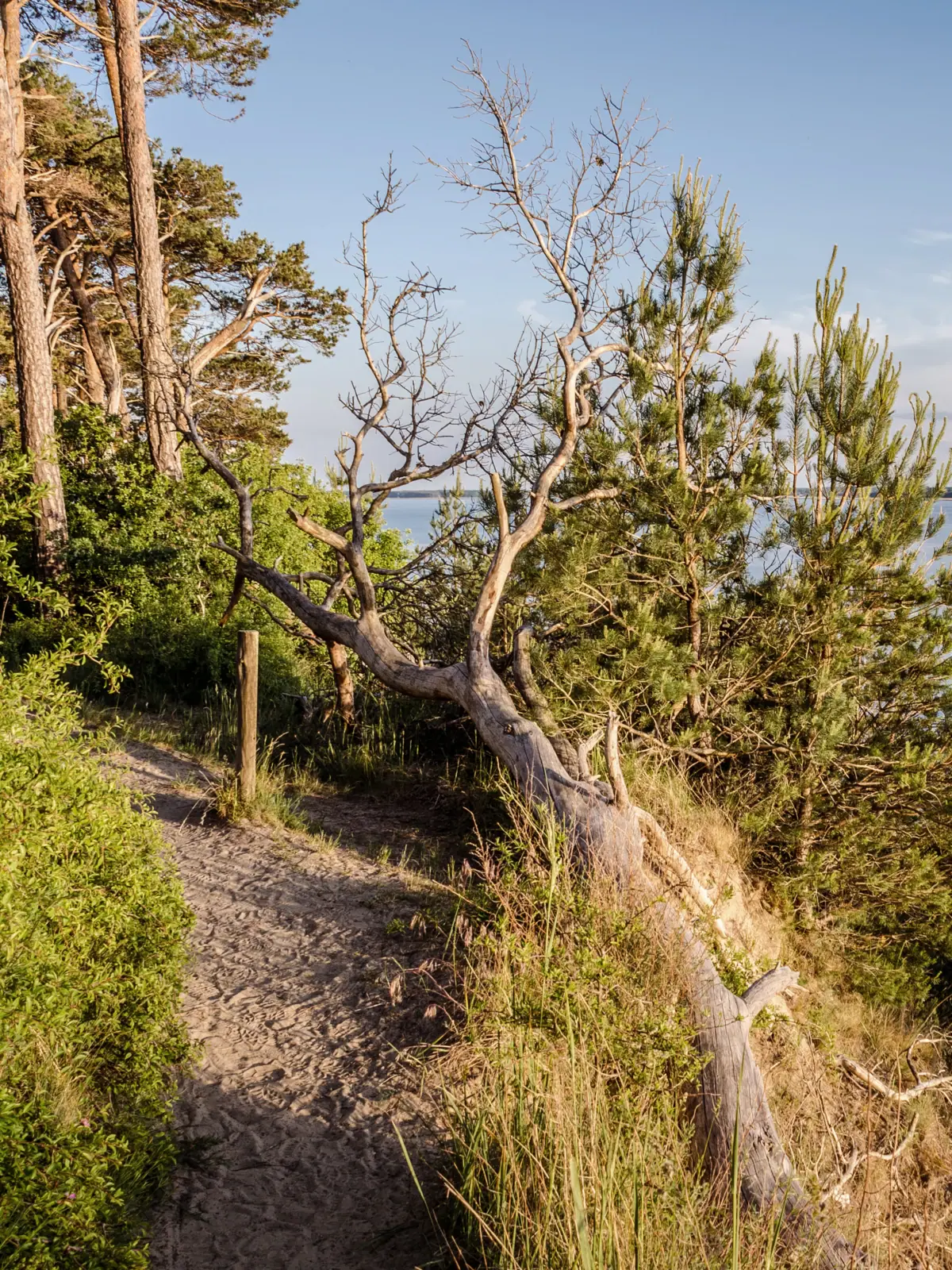 Ein Baum auf einem Hügel am Achterwasser auf Usedom.