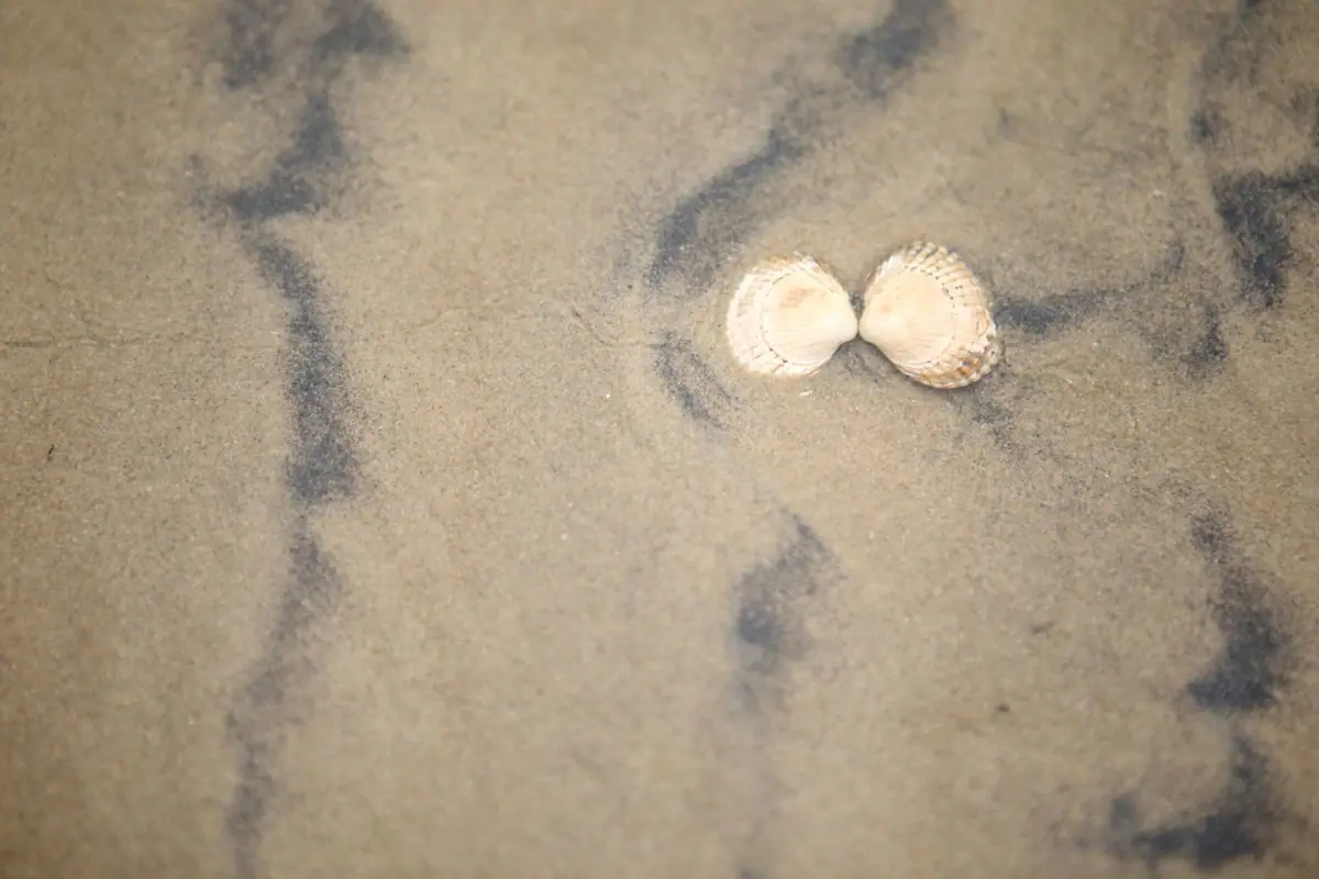 Das Wattenmeer mir ein paar Muscheln auf Sand.