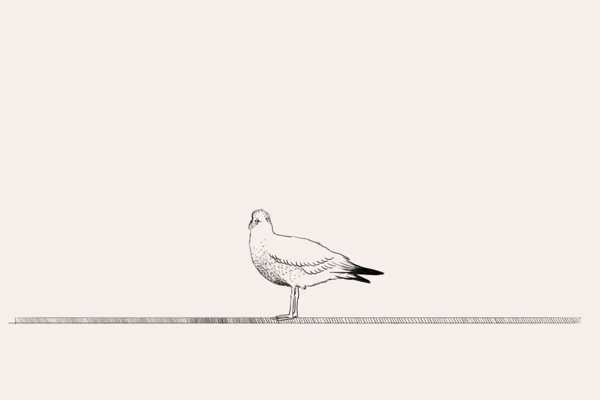 Zeichnung einer Möwe