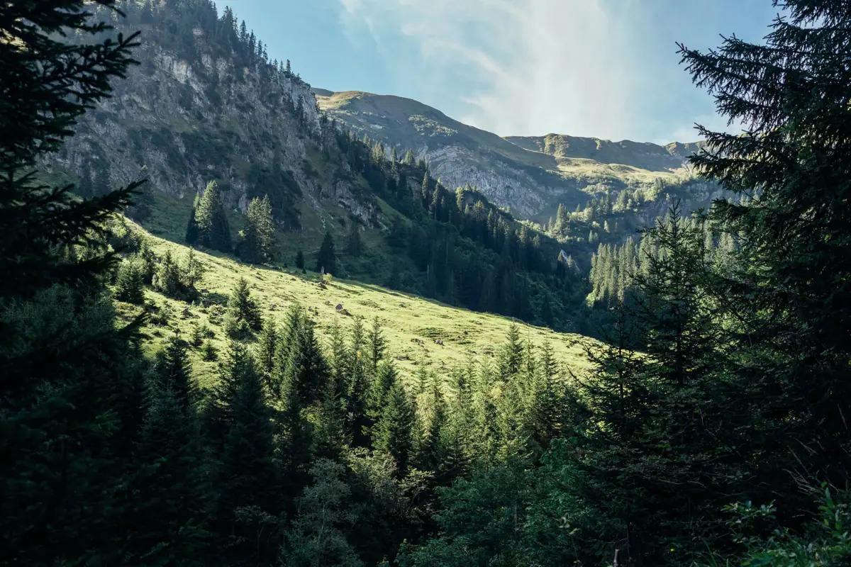 Grüne Hügel mit Bäumen und Bergen im Hintergrund.