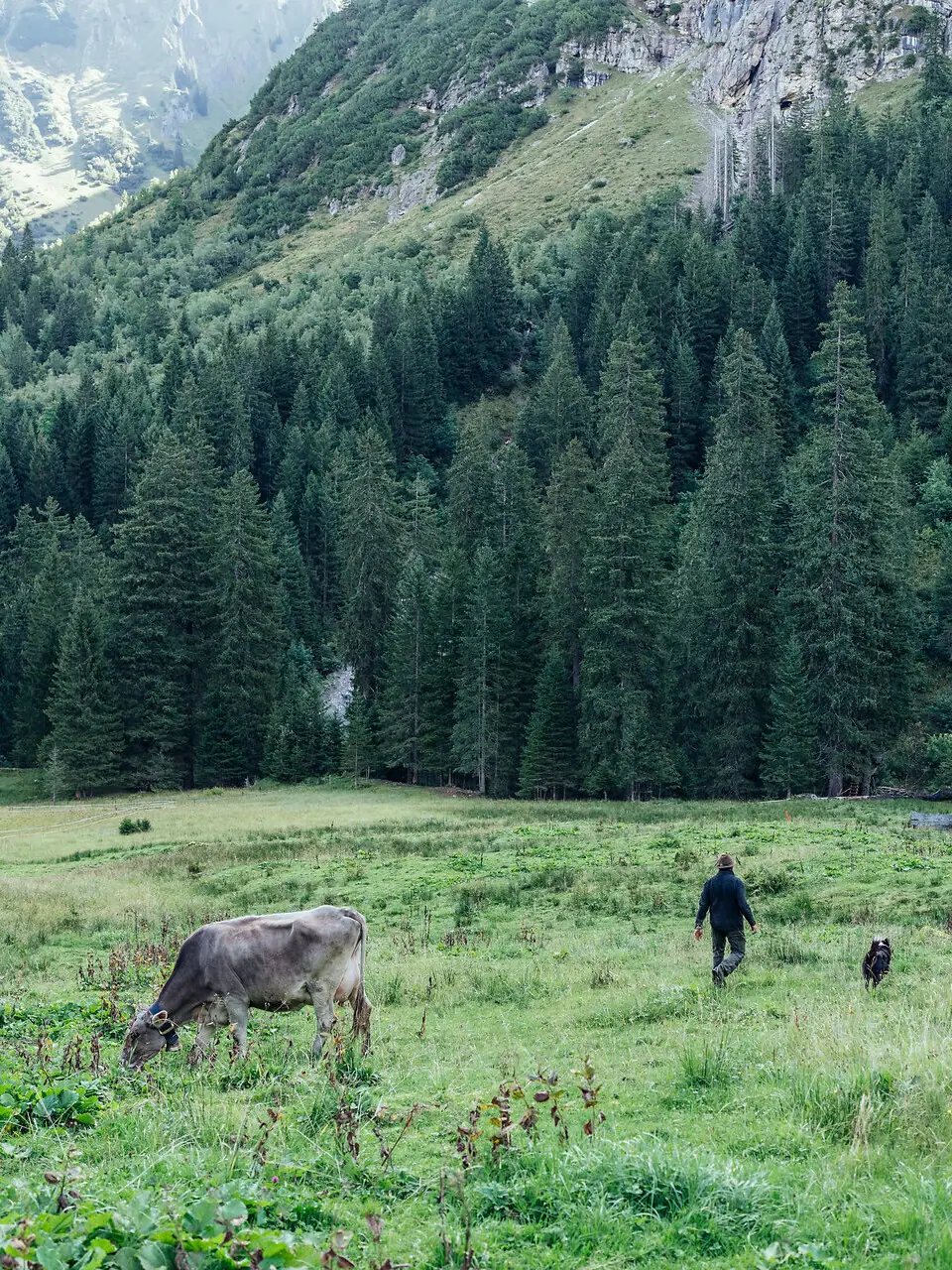 Ein Mann und ein Hund in einem Feld mit einer Kuh im Bärgunttal.
