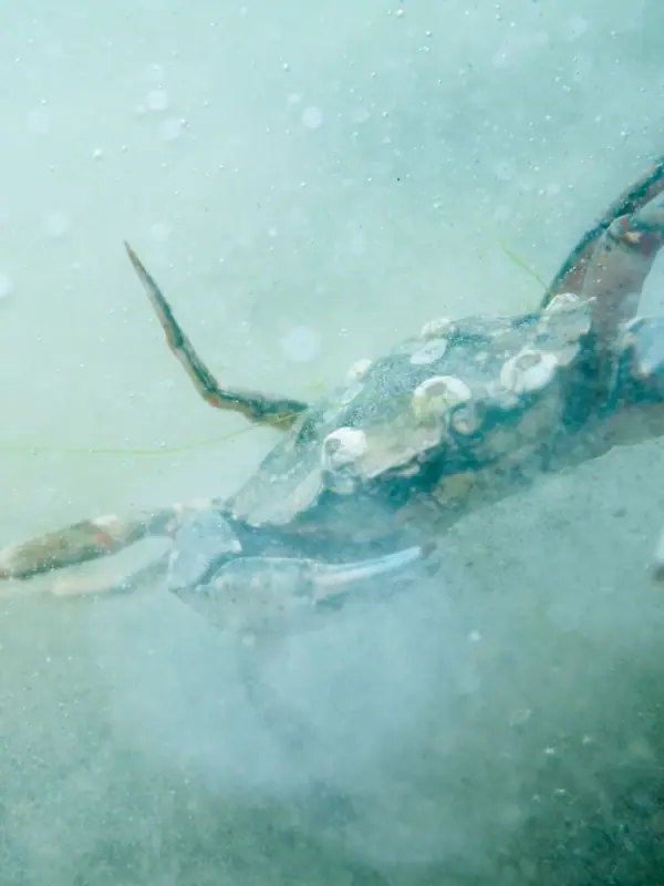 Krabbe schwimmt im Wasser