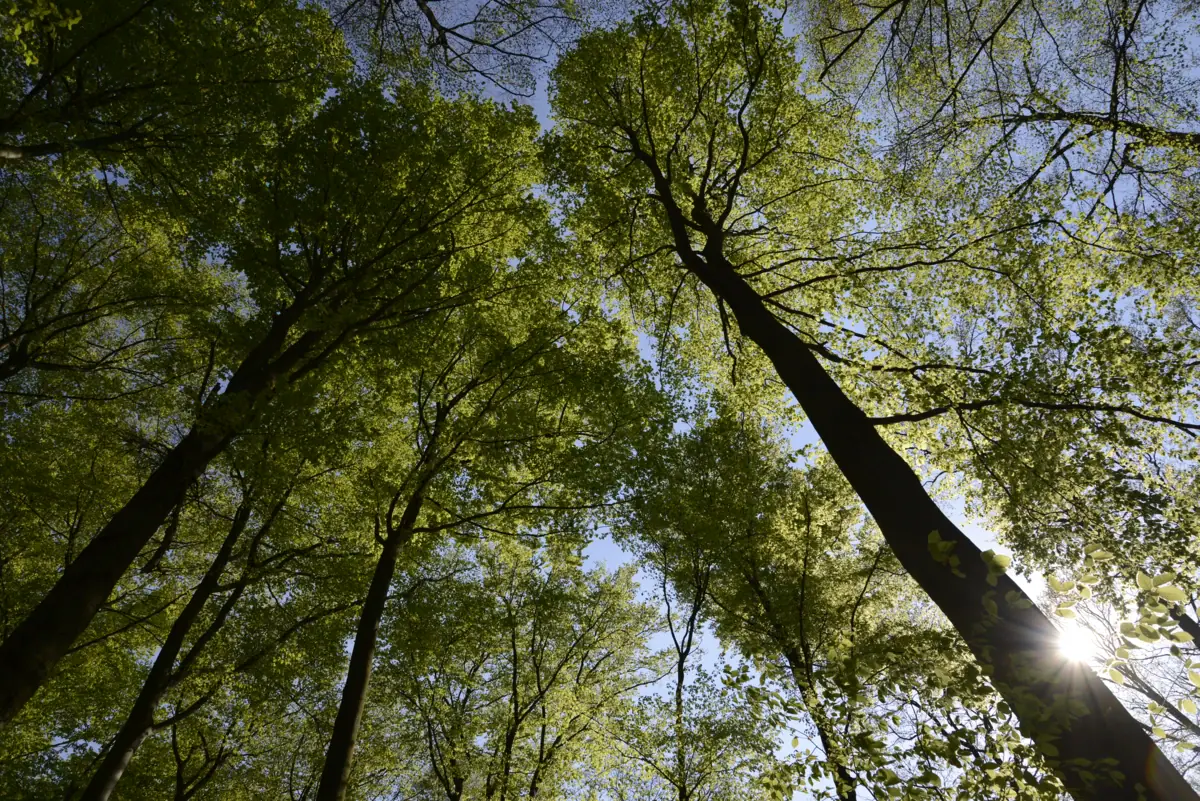 Blick nach oben auf hohe Bäume im Wald auf Usedom mit Sonnenlicht, das durch die Blätter scheint.